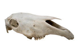 horse skull #2