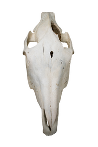 horse skull #2