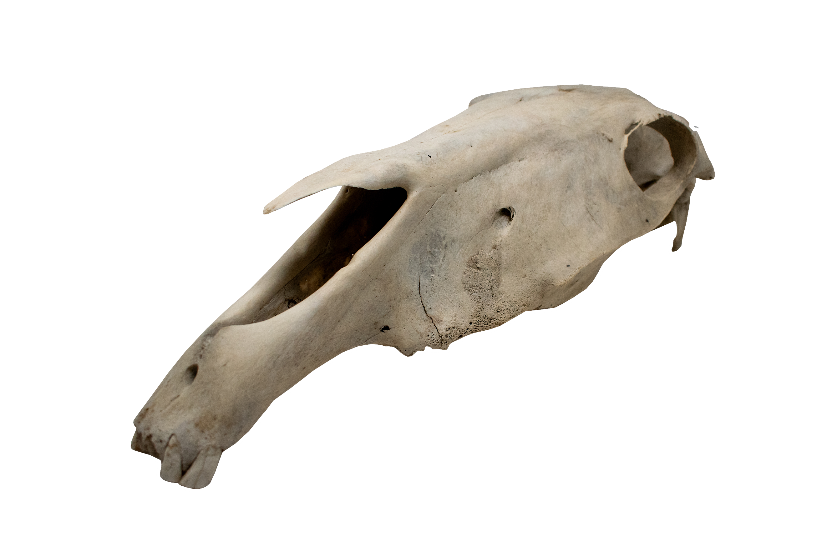 horse skull #3