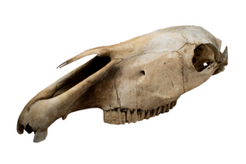 horse skull #4