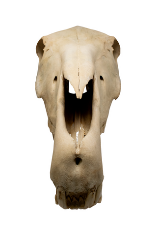 Image of horse skull #5 with matching jawbone