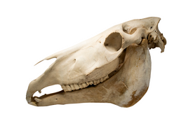 horse skull #5 with matching jawbone