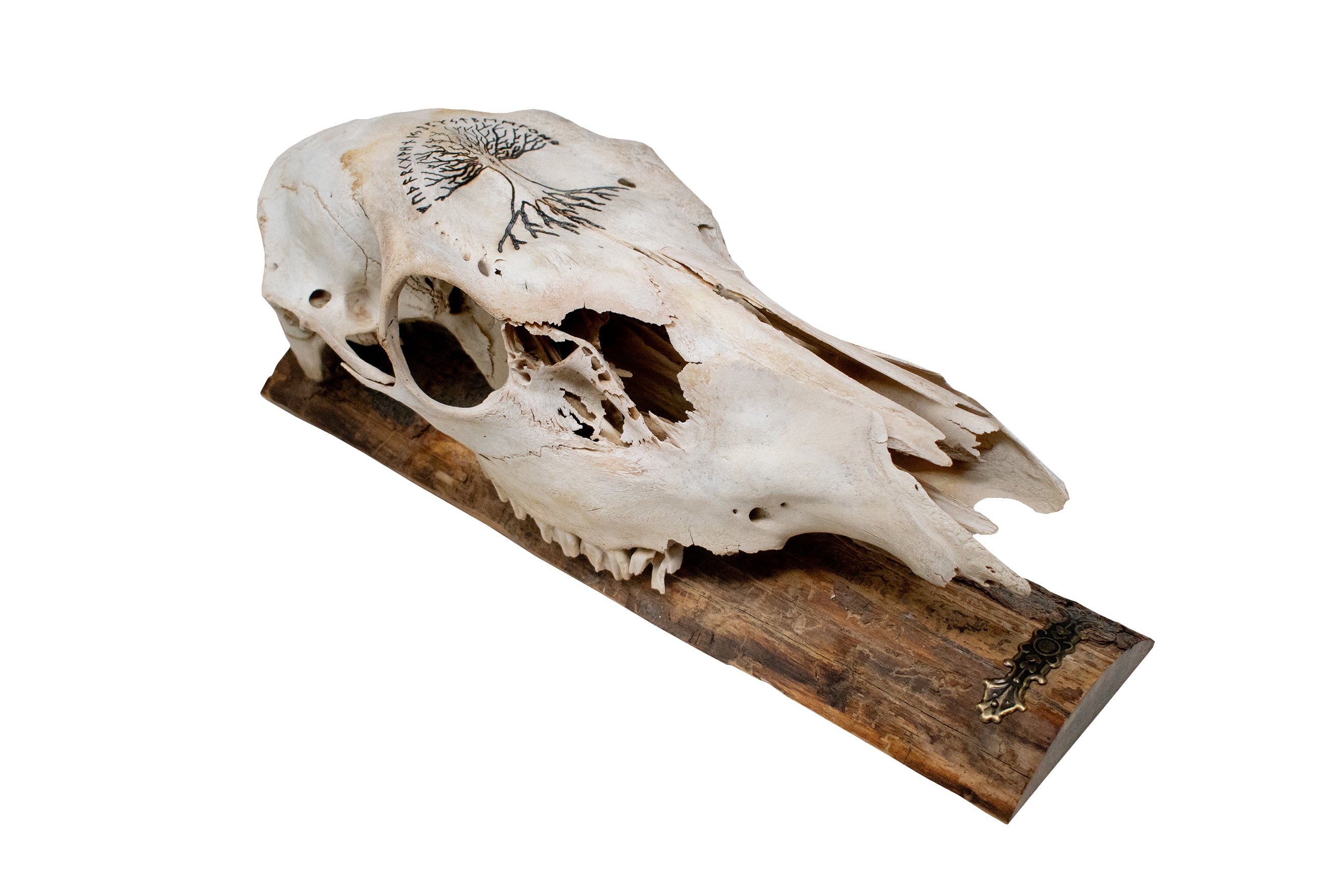 Elk Skull Wall Hanger – Yggdrasil & Elder Futhark