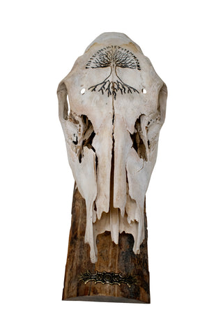 Image of Elk Skull Wall Hanger – Yggdrasil & Elder Futhark