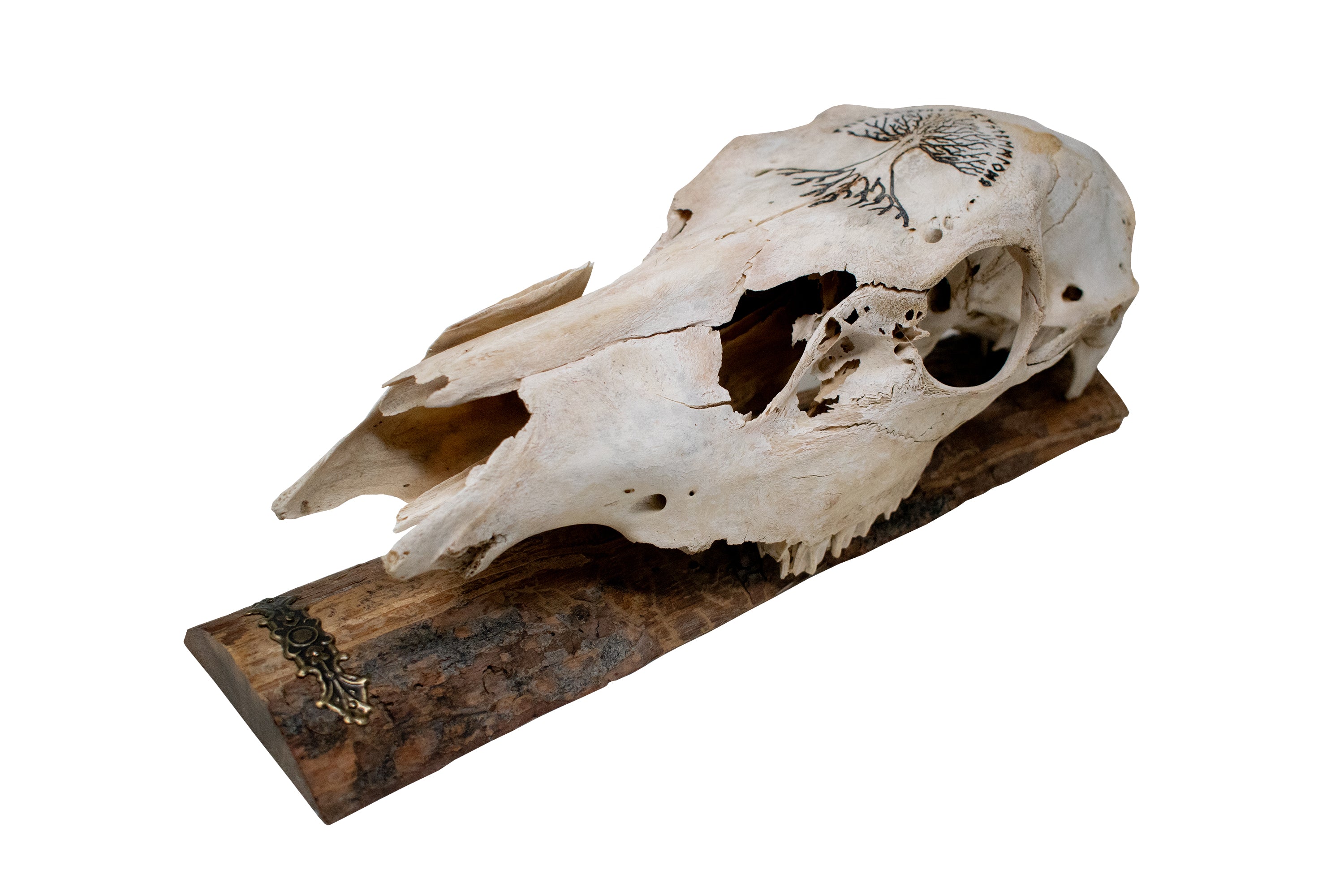 Elk Skull Wall Hanger – Yggdrasil & Elder Futhark