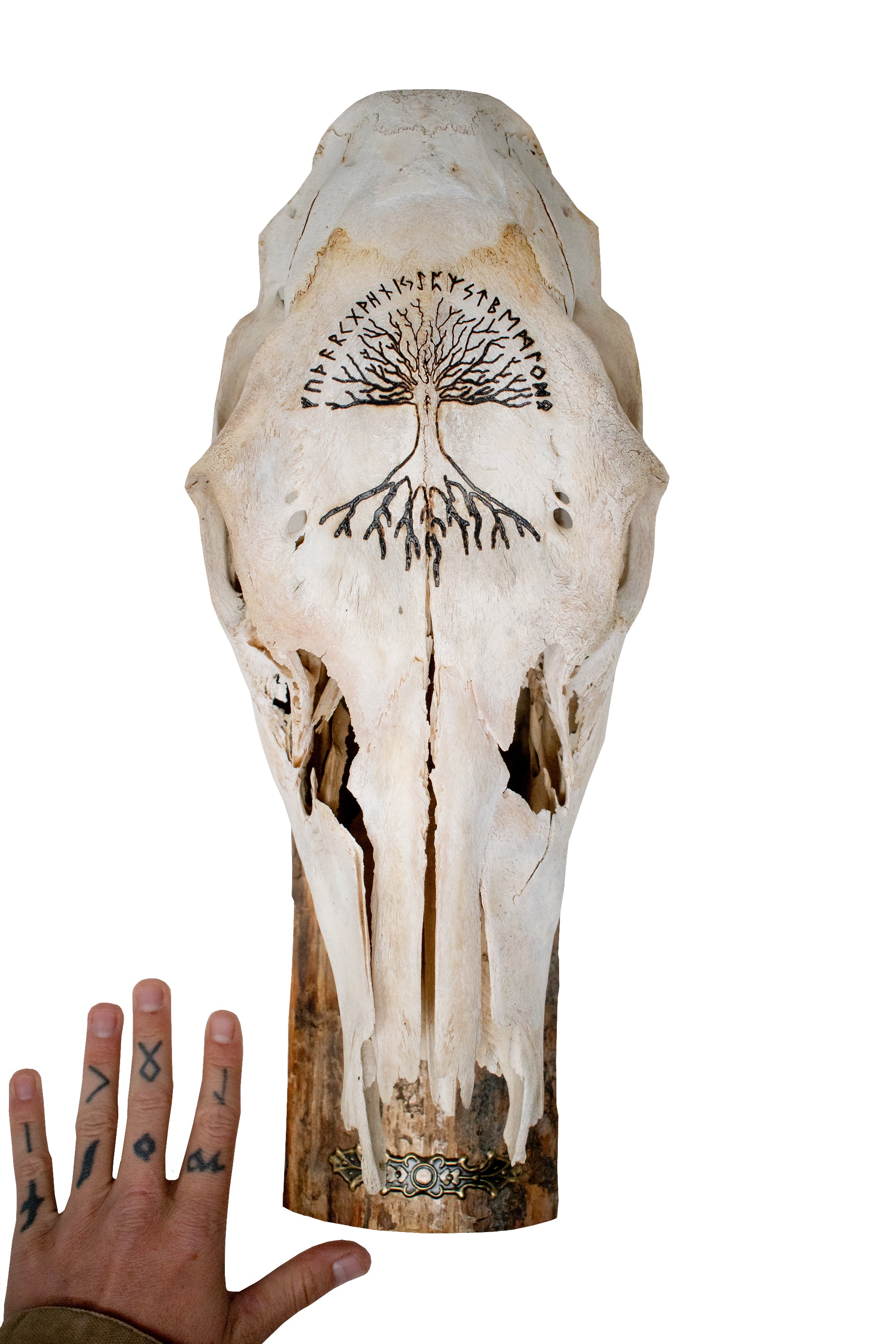 Elk Skull Wall Hanger – Yggdrasil & Elder Futhark