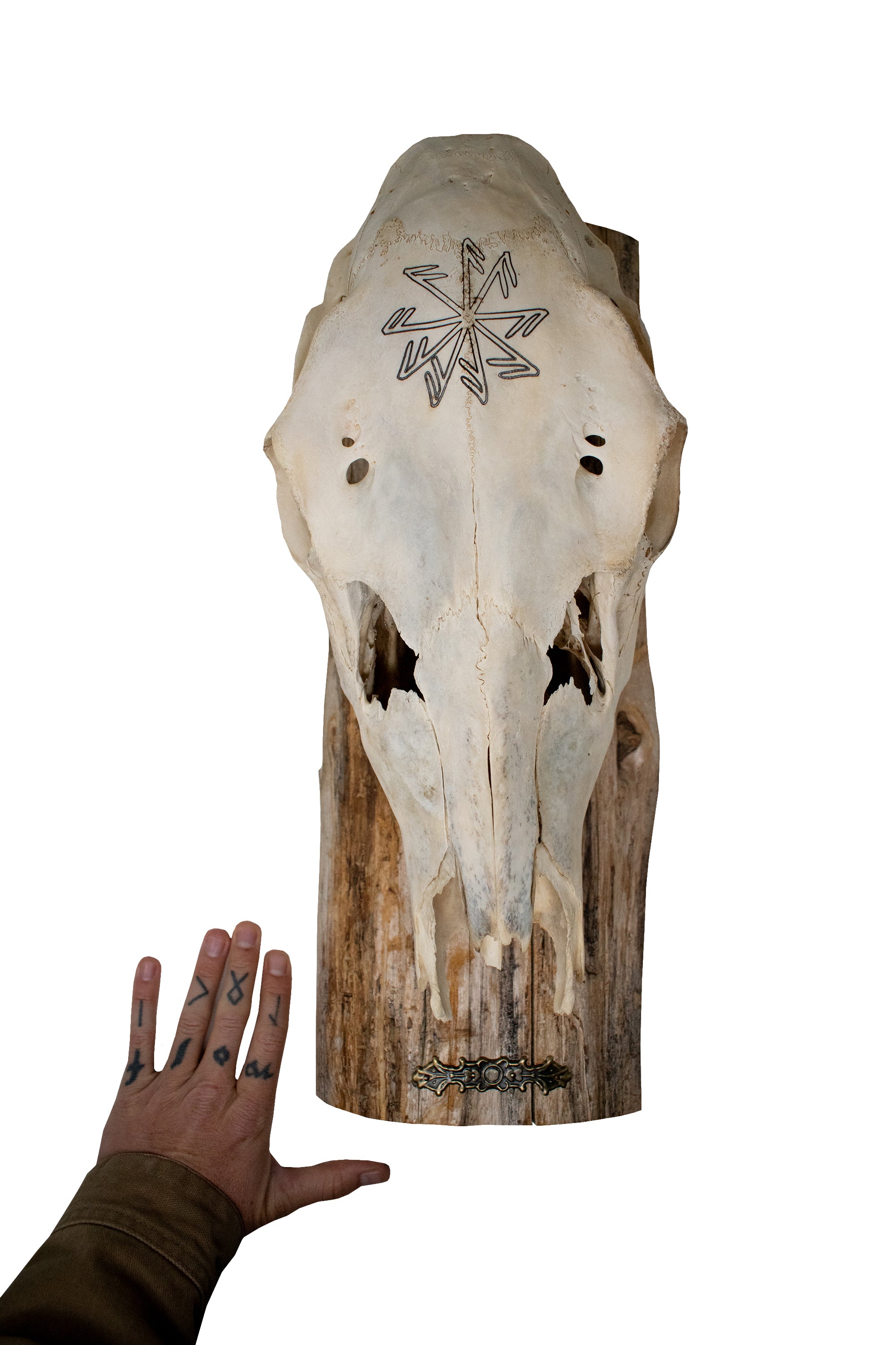 Elk Skull Wall Hanger – Connection to the Gods Stave