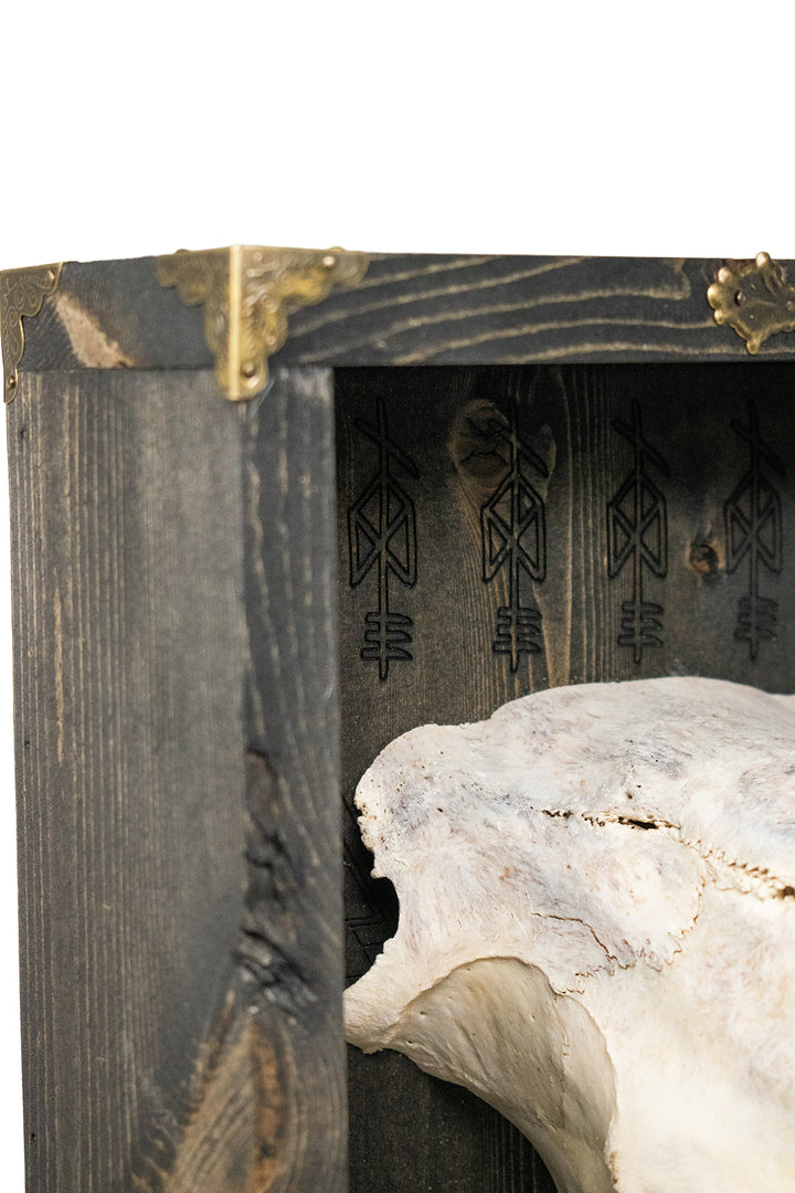 Odin bindrune sheep skull altar shelf