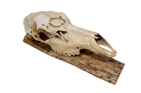 Jörmungandr Elk Skull Wall Hanger