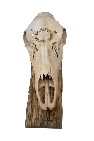 Image of Jörmungandr Elk Skull Wall Hanger