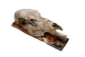 Elk Skull Wall Hanger – Norse Raven Design