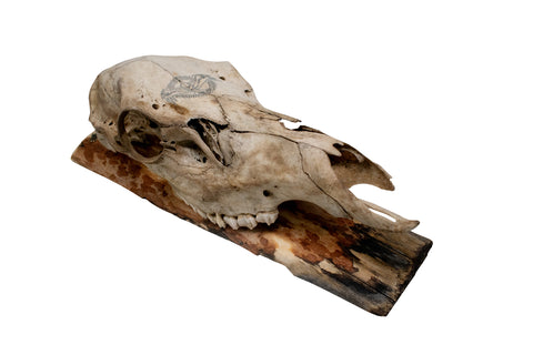 Image of Elk Skull Wall Hanger – Norse Raven Design