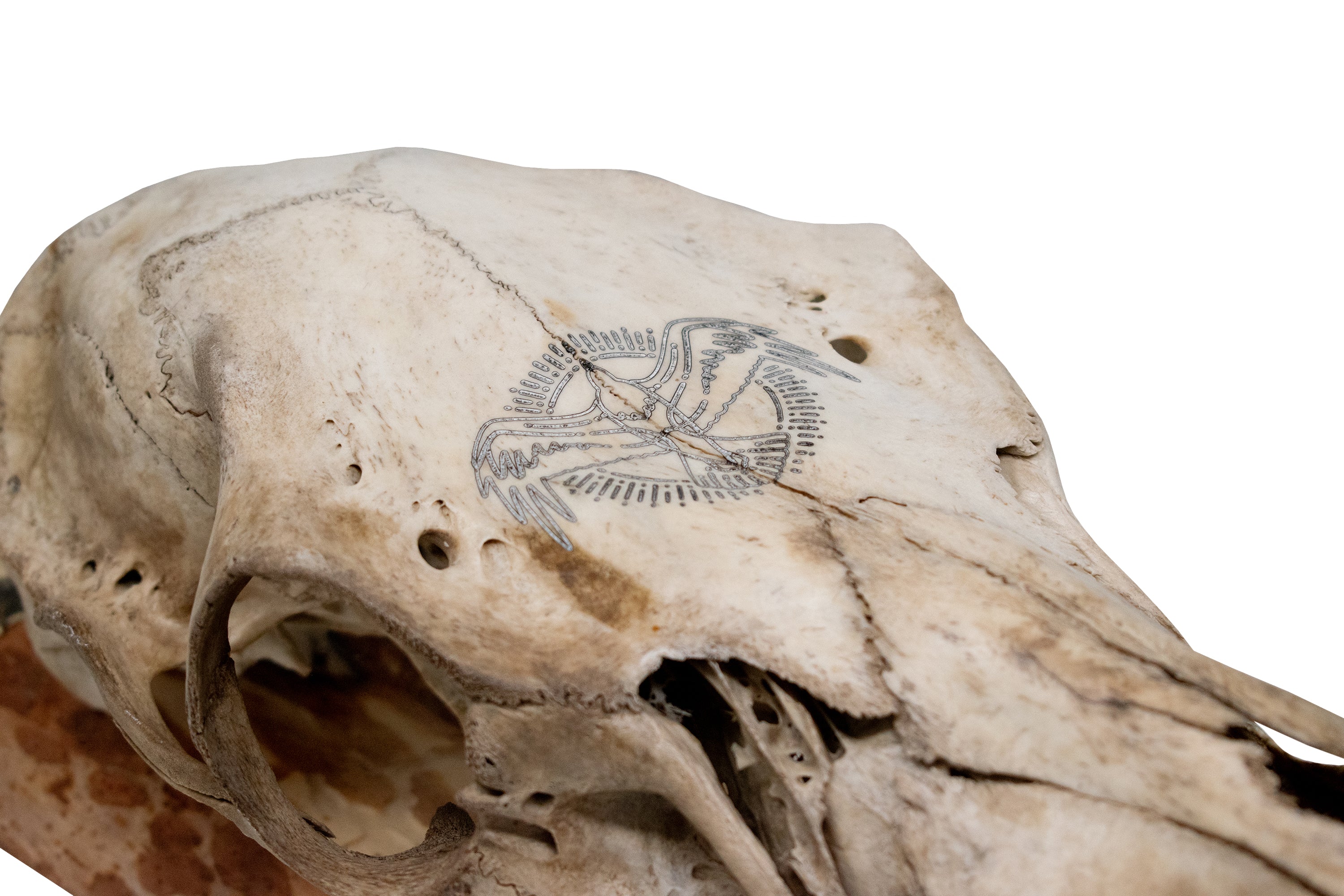 Elk Skull Wall Hanger – Norse Raven Design