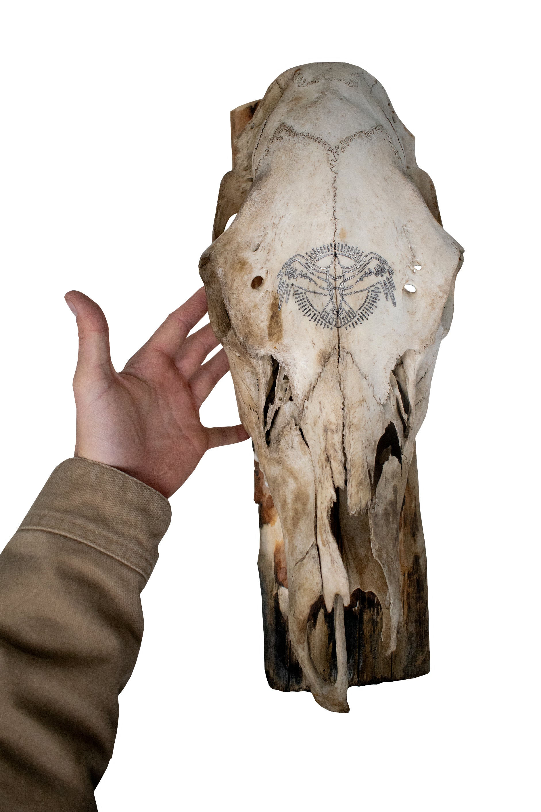 Elk Skull Wall Hanger – Norse Raven Design