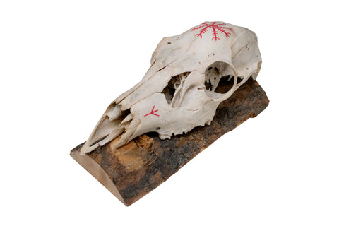 Image of Deer Skull Wall Hanger – Helm of Awe and Algiz Runes