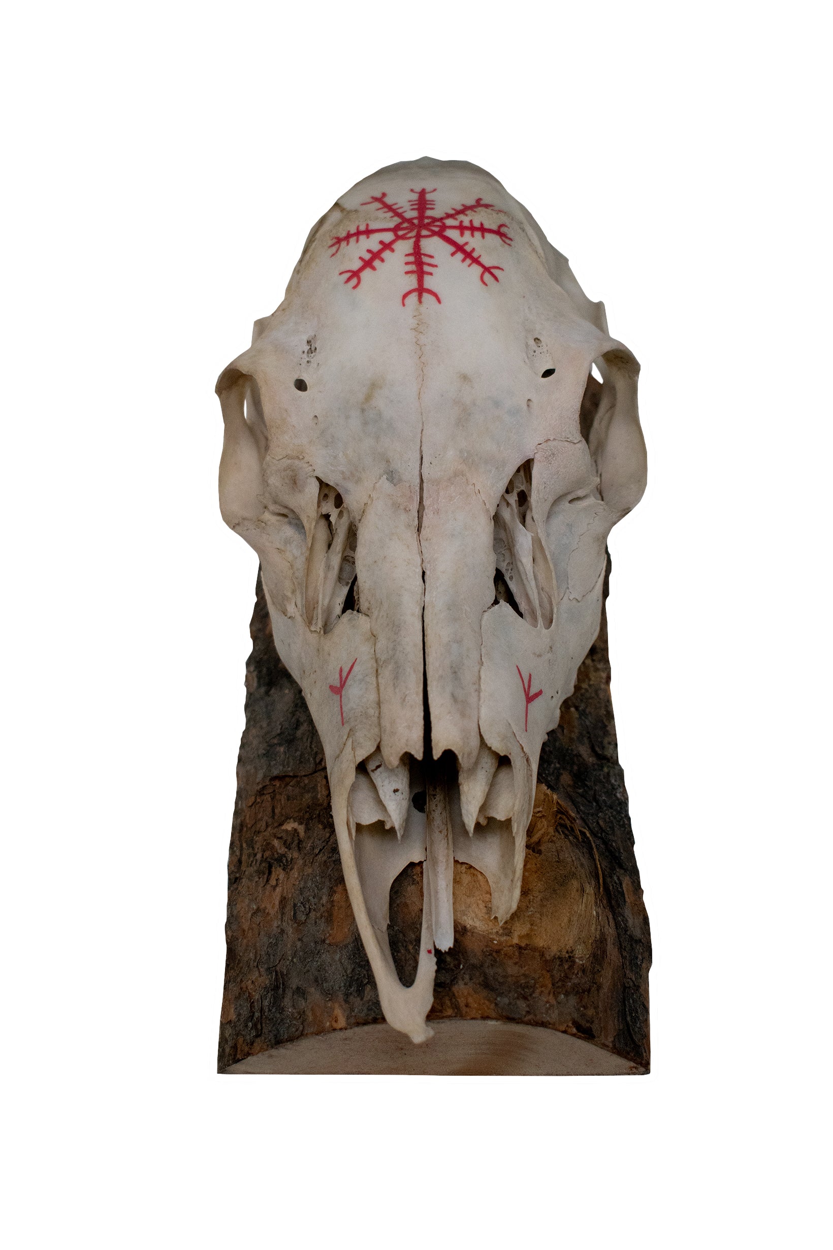 Deer Skull Wall Hanger – Helm of Awe and Algiz Runes