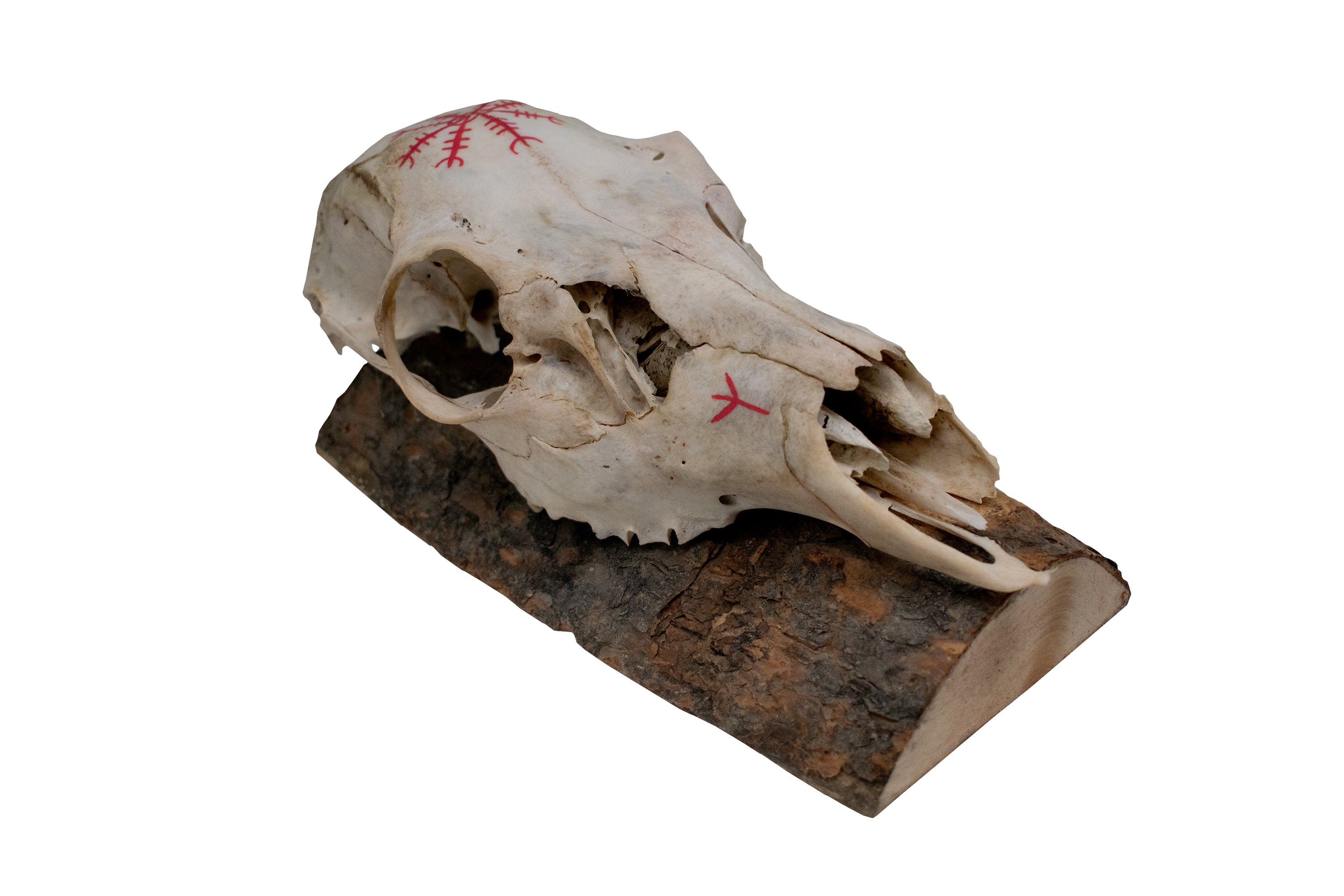 Deer Skull Wall Hanger – Helm of Awe and Algiz Runes