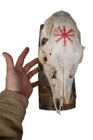 Image of Deer Skull Wall Hanger – Helm of Awe and Algiz Runes