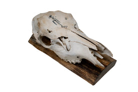 Elk Skull Wall Hanger – Freya Invocation Bindrune