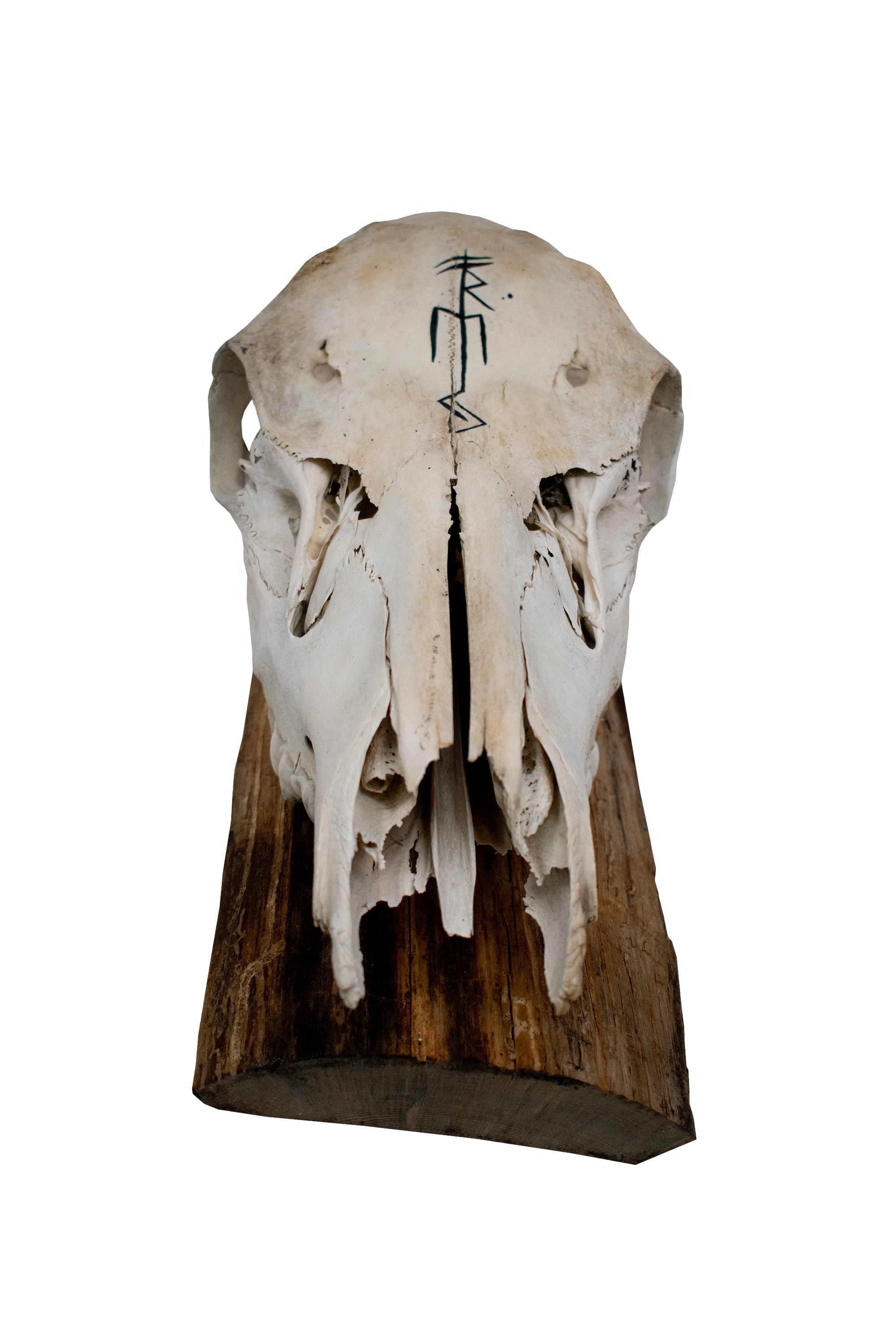 Elk Skull Wall Hanger – Freya Invocation Bindrune