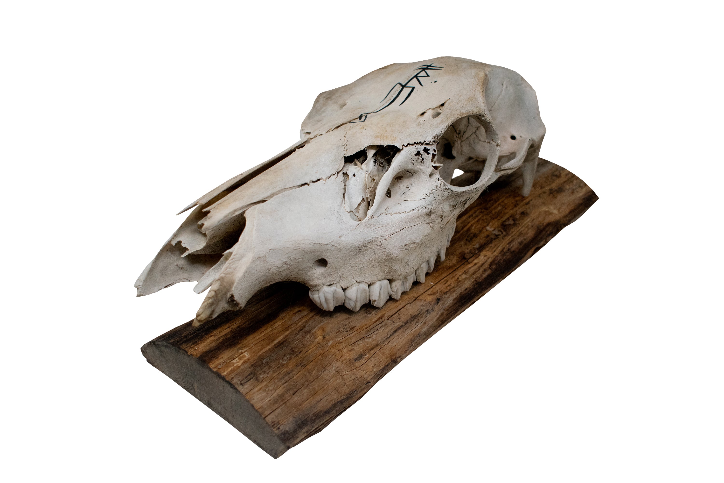 Elk Skull Wall Hanger – Freya Invocation Bindrune