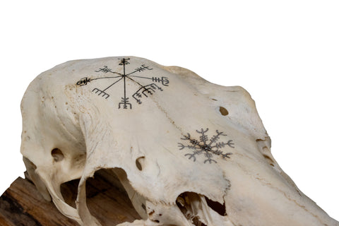 Image of Elk Skull Wall Hanger – Helm of Awe and Vegvísir