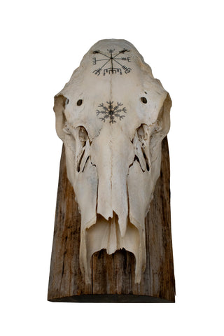 Image of Elk Skull Wall Hanger – Helm of Awe and Vegvísir