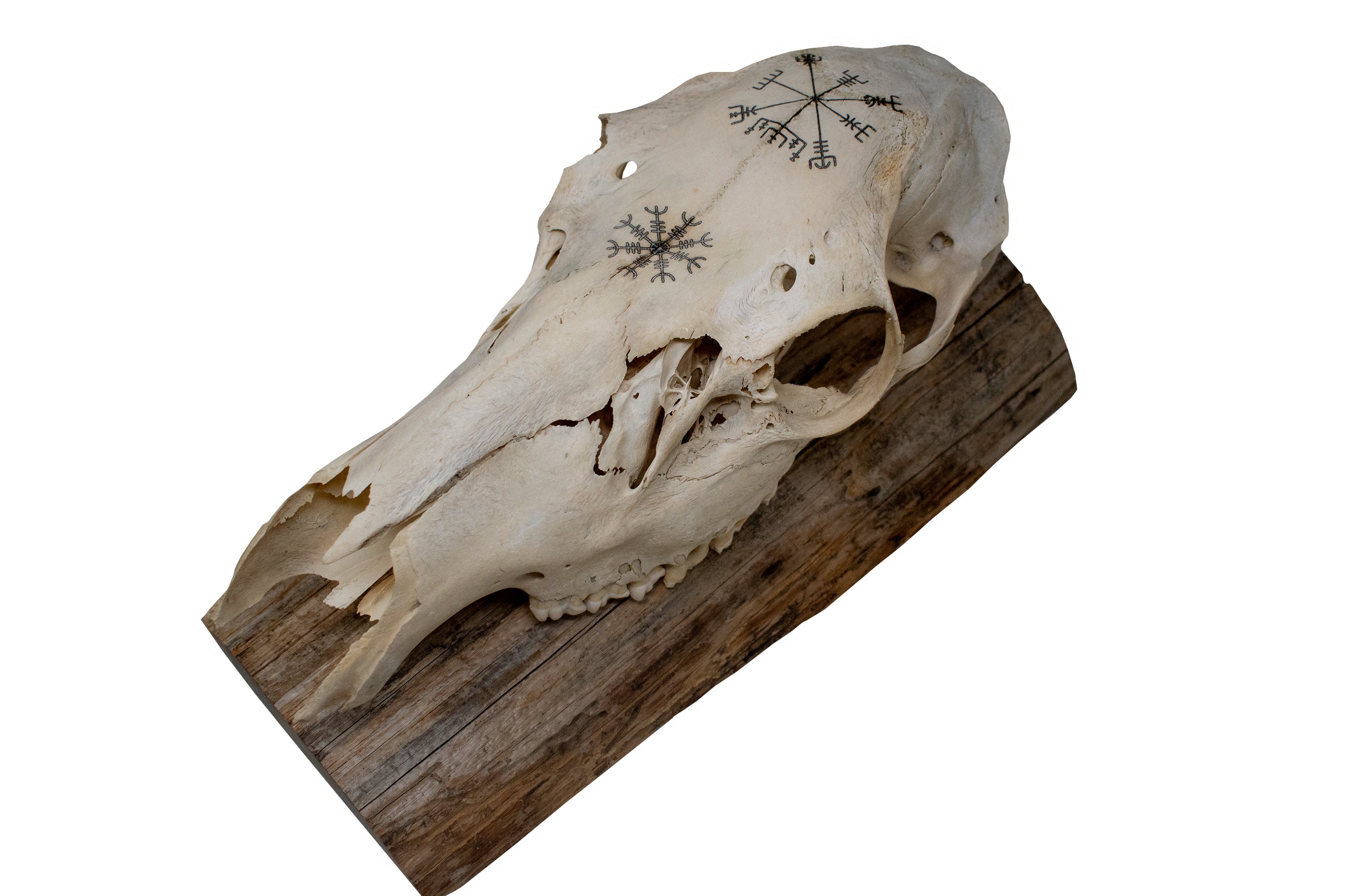 Elk Skull Wall Hanger – Helm of Awe and Vegvísir