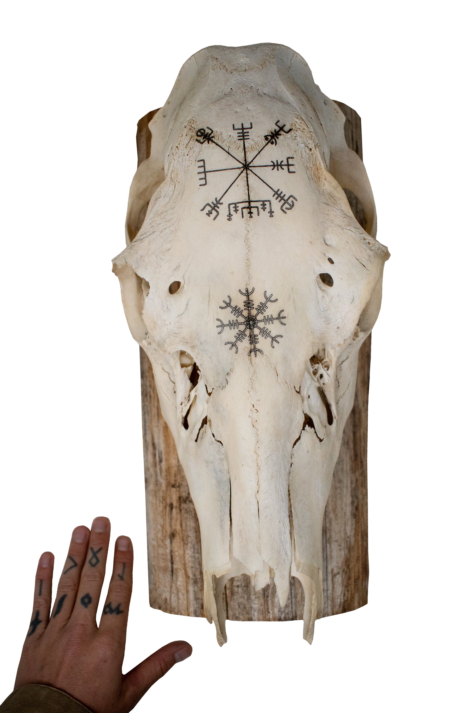 Elk Skull Wall Hanger – Helm of Awe and Vegvísir