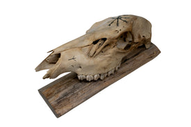 Elk Skull Wall Hanger – Helm of Awe and Algiz Runes