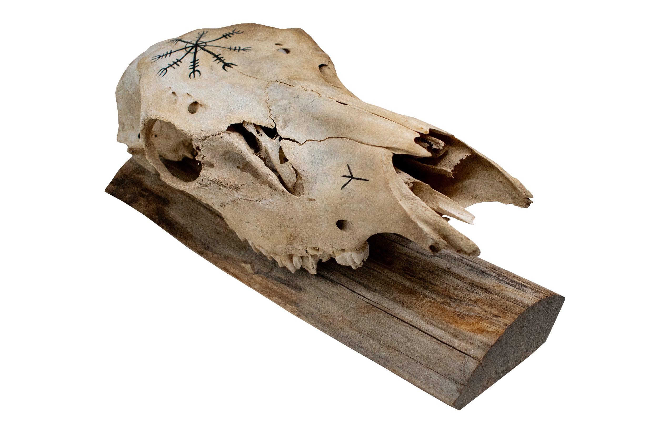 Elk Skull Wall Hanger – Helm of Awe and Algiz Runes