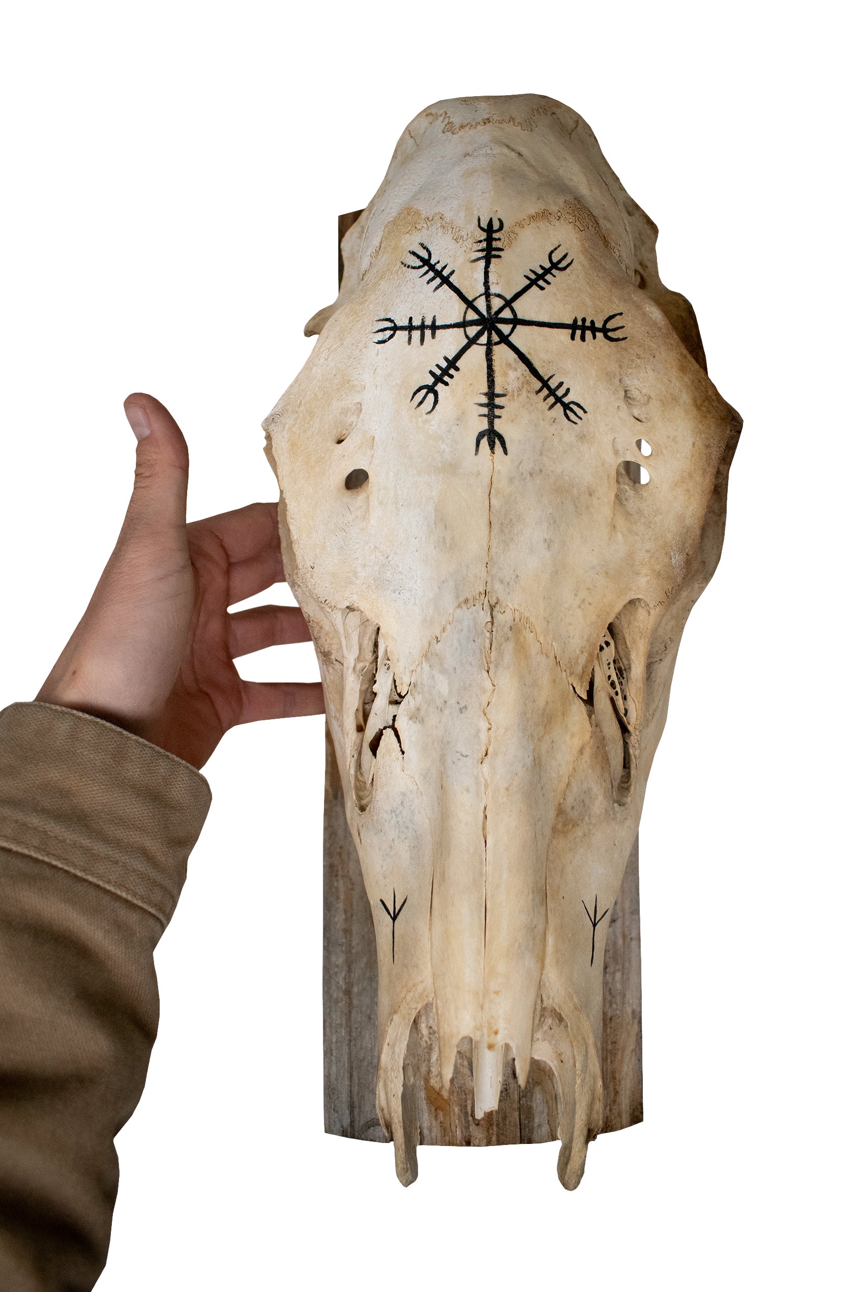 Elk Skull Wall Hanger – Helm of Awe and Algiz Runes