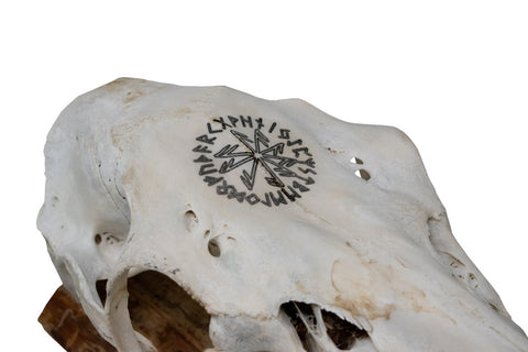Image of Elk Skull Wall Hanger – Connection to the Gods Stave