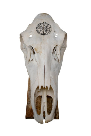 Image of Elk Skull Wall Hanger – Connection to the Gods Stave