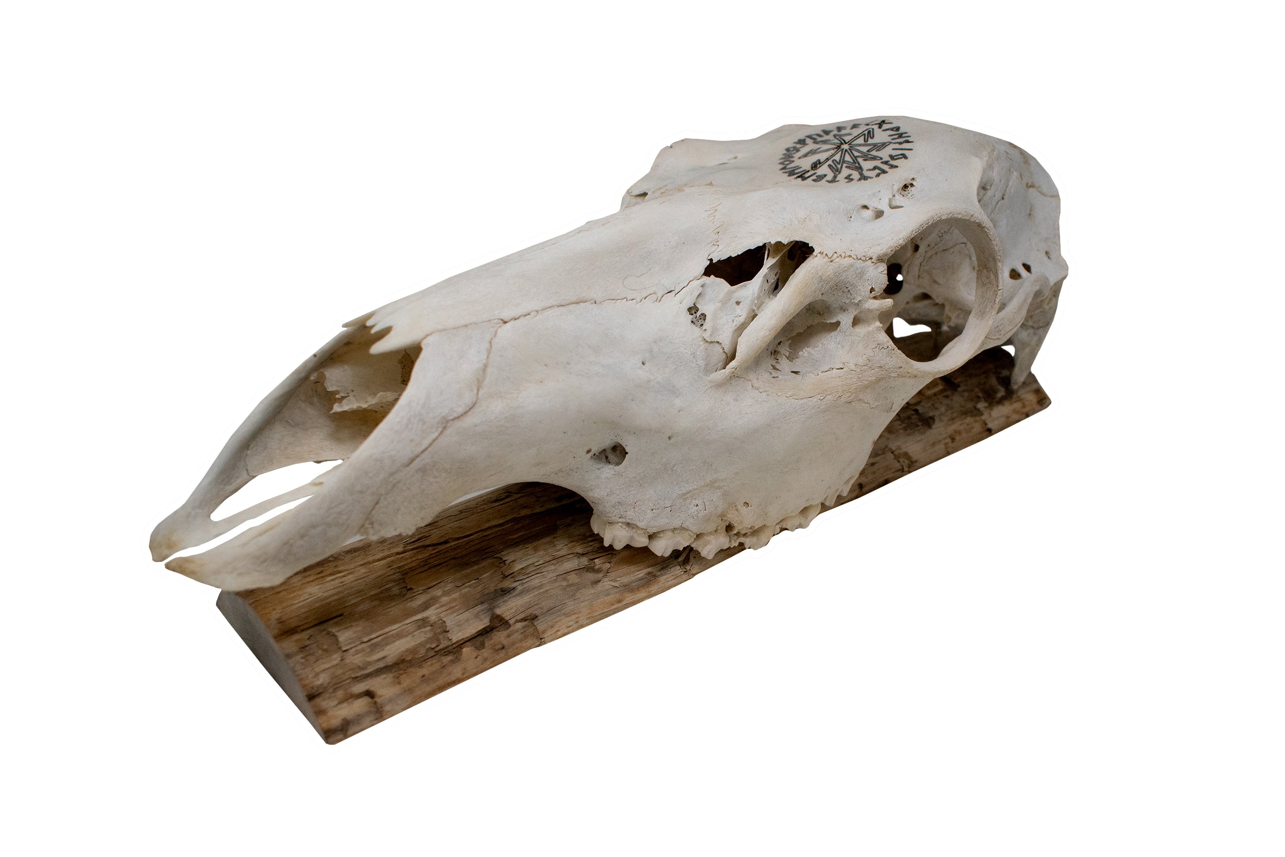 Elk Skull Wall Hanger – Connection to the Gods Stave