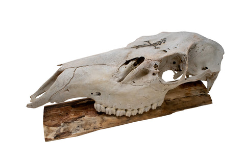 Image of Elk Skull Wall Hanger – Home Protection Bindrune