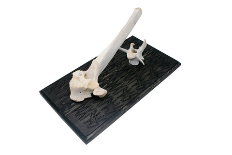 Image of Hail the Old Gods – Elk Vertebra Wall Hanger