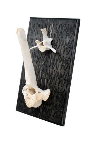 Image of Hail the Old Gods – Elk Vertebra Wall Hanger
