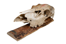 Elk Skull Wall Hanger – Norse Love Stave