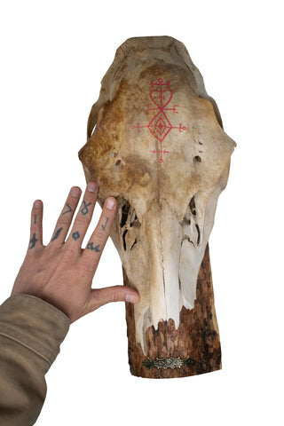 Image of Elk Skull Wall Hanger – Norse Love Stave