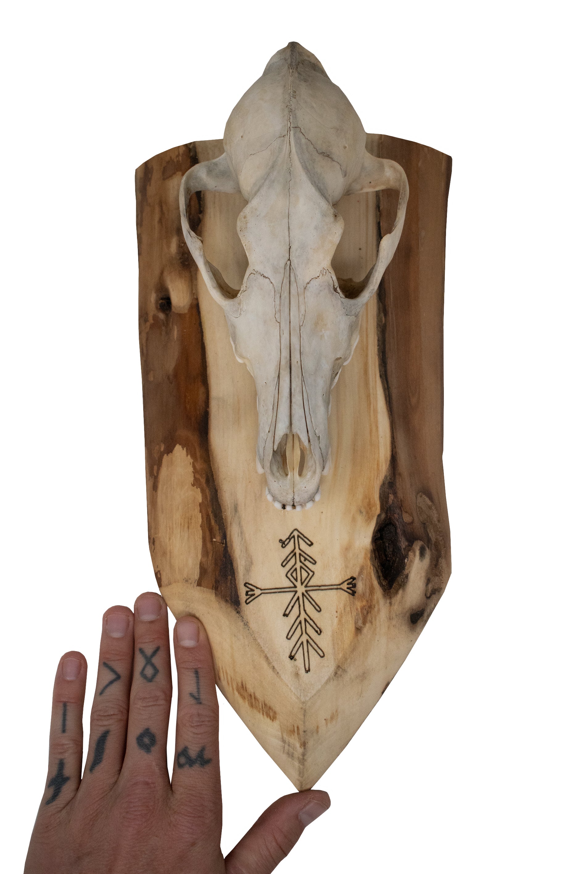 Coyote Skull Wall Hanger – Home Protection Bindrune