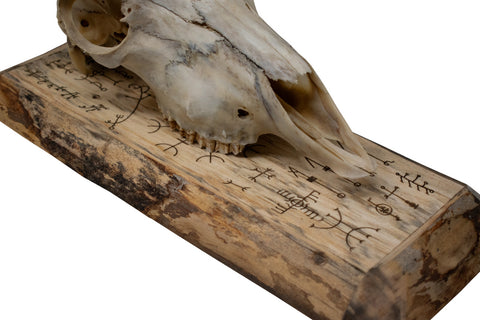 Image of Goat Skull Wall Hanger – Icelandic Magical Staves