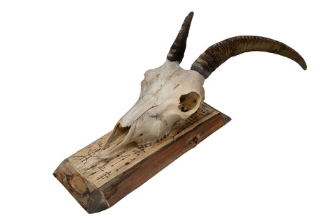 Image of Goat Skull Wall Hanger – Icelandic Magical Staves