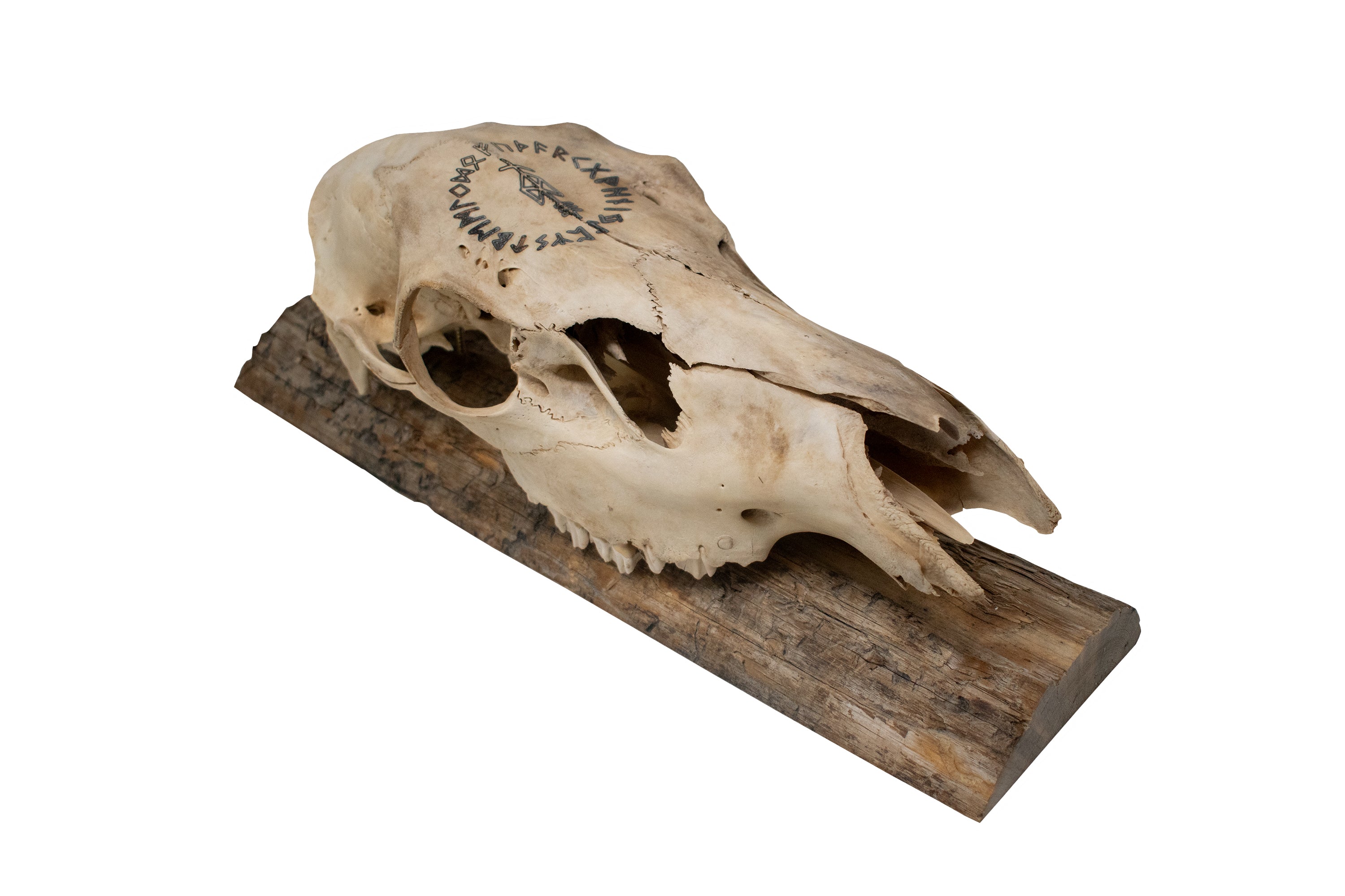 Elk Skull Wall Hanger – Odin Invocation Bindrune
