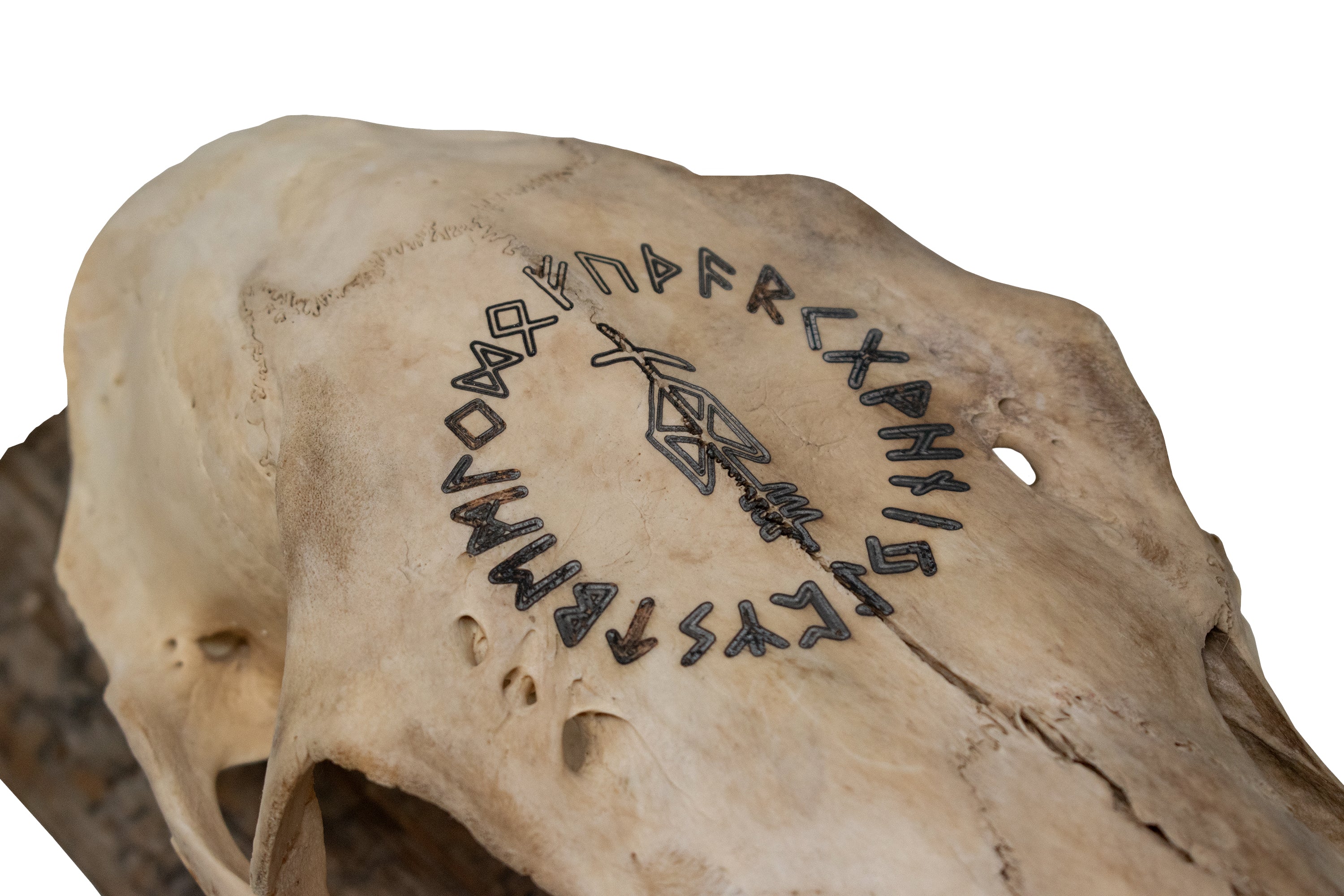 Elk Skull Wall Hanger – Odin Invocation Bindrune