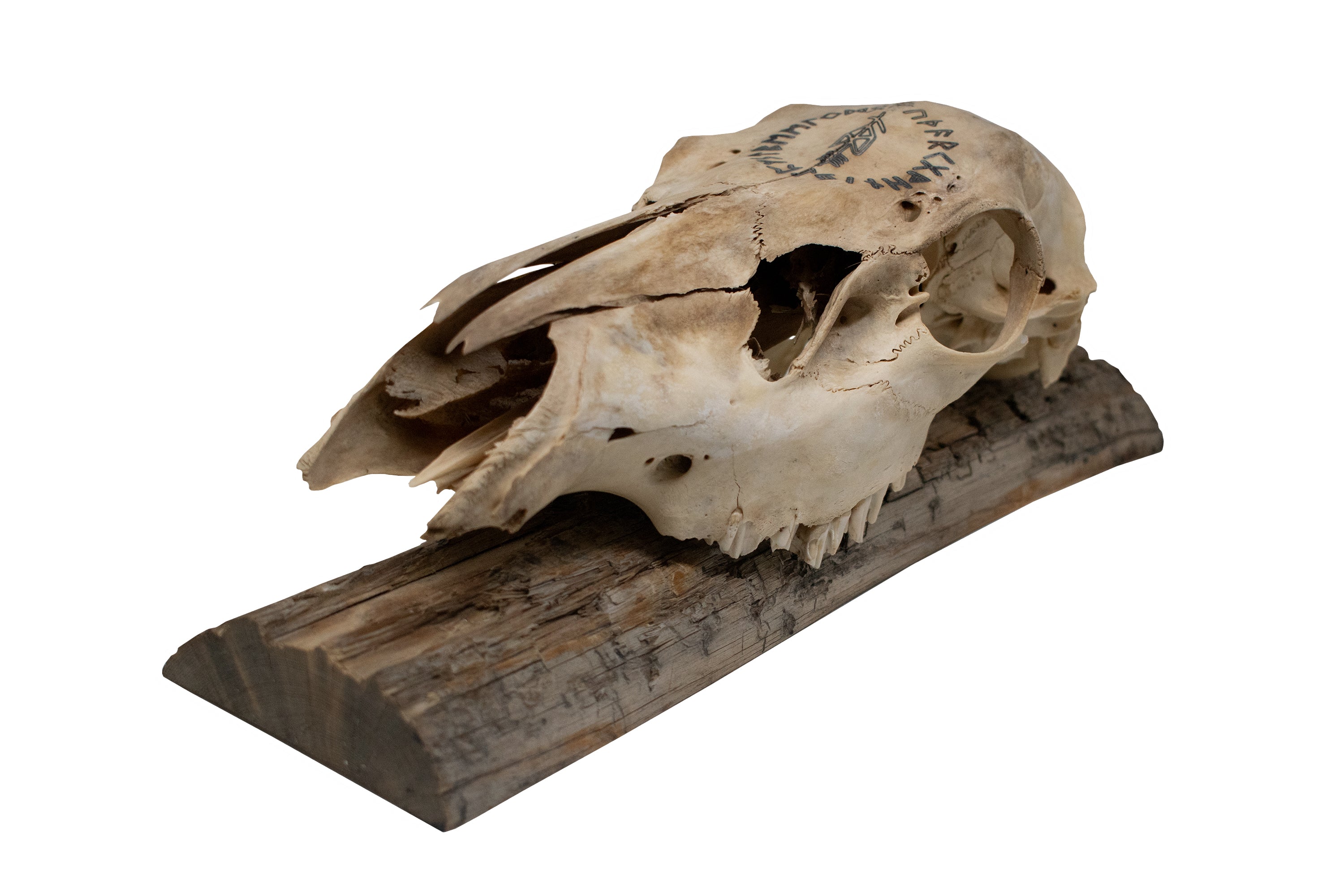 Elk Skull Wall Hanger – Odin Invocation Bindrune