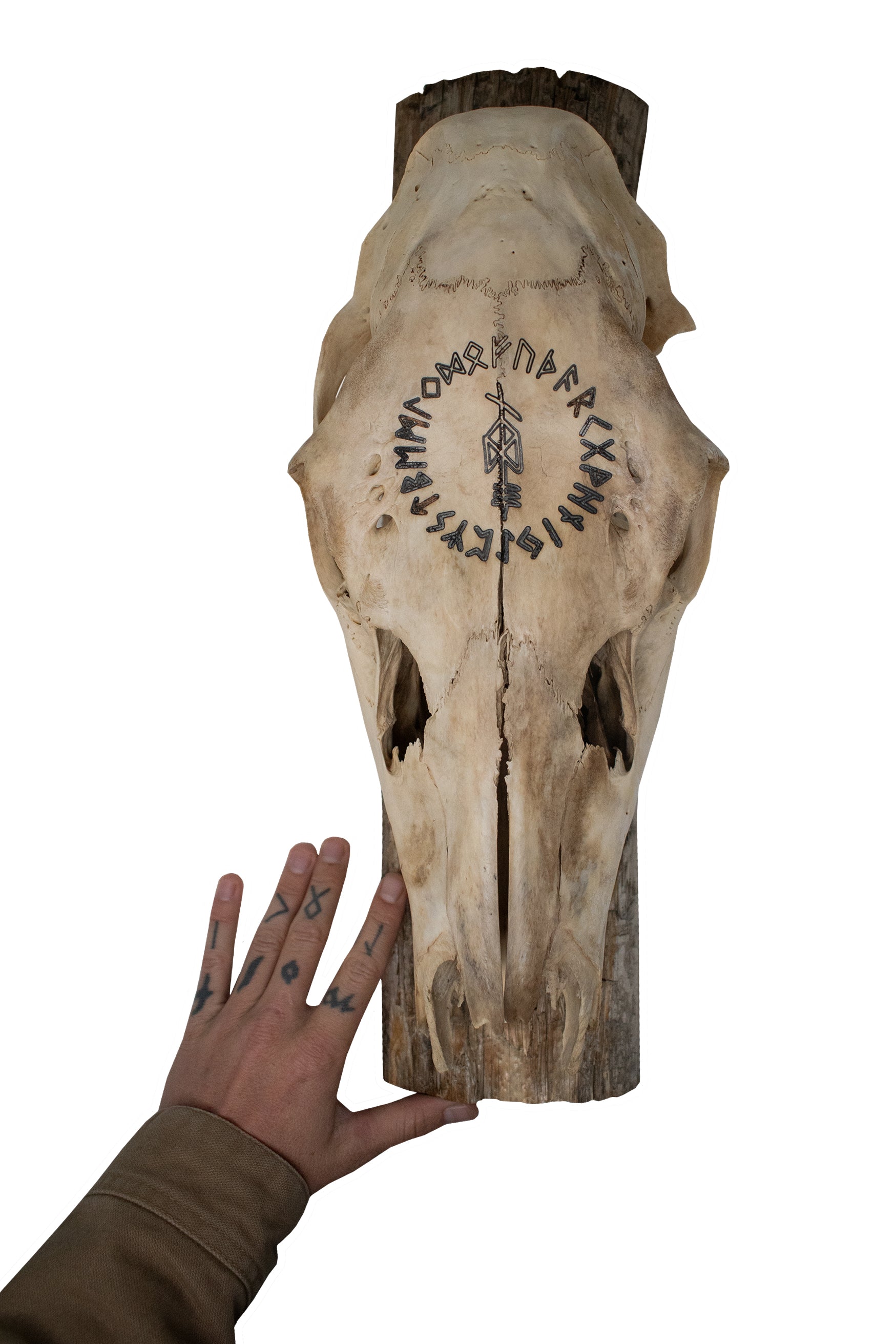 Elk Skull Wall Hanger – Odin Invocation Bindrune