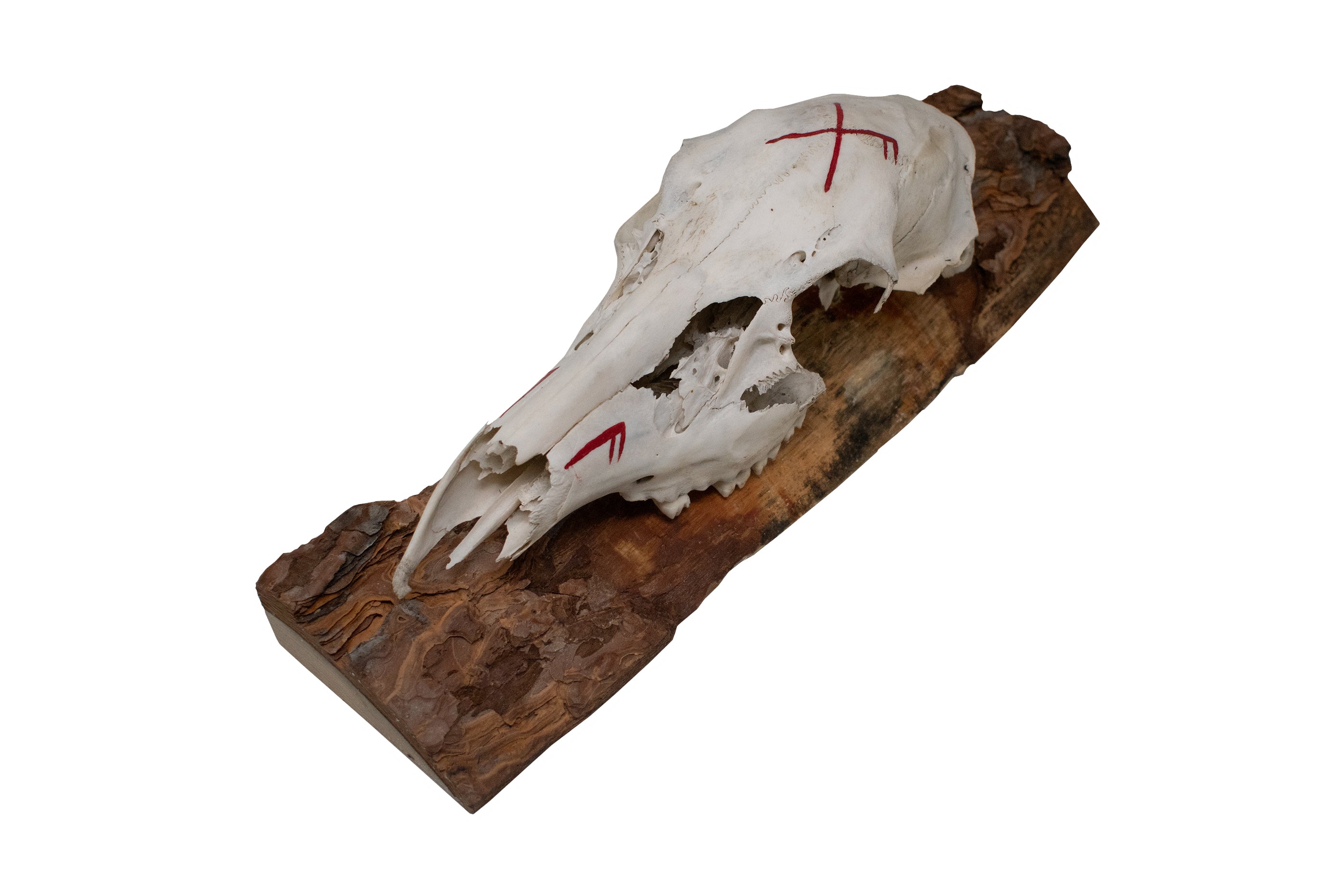 Deer Skull Wall Hanger – Good Luck Bindrune