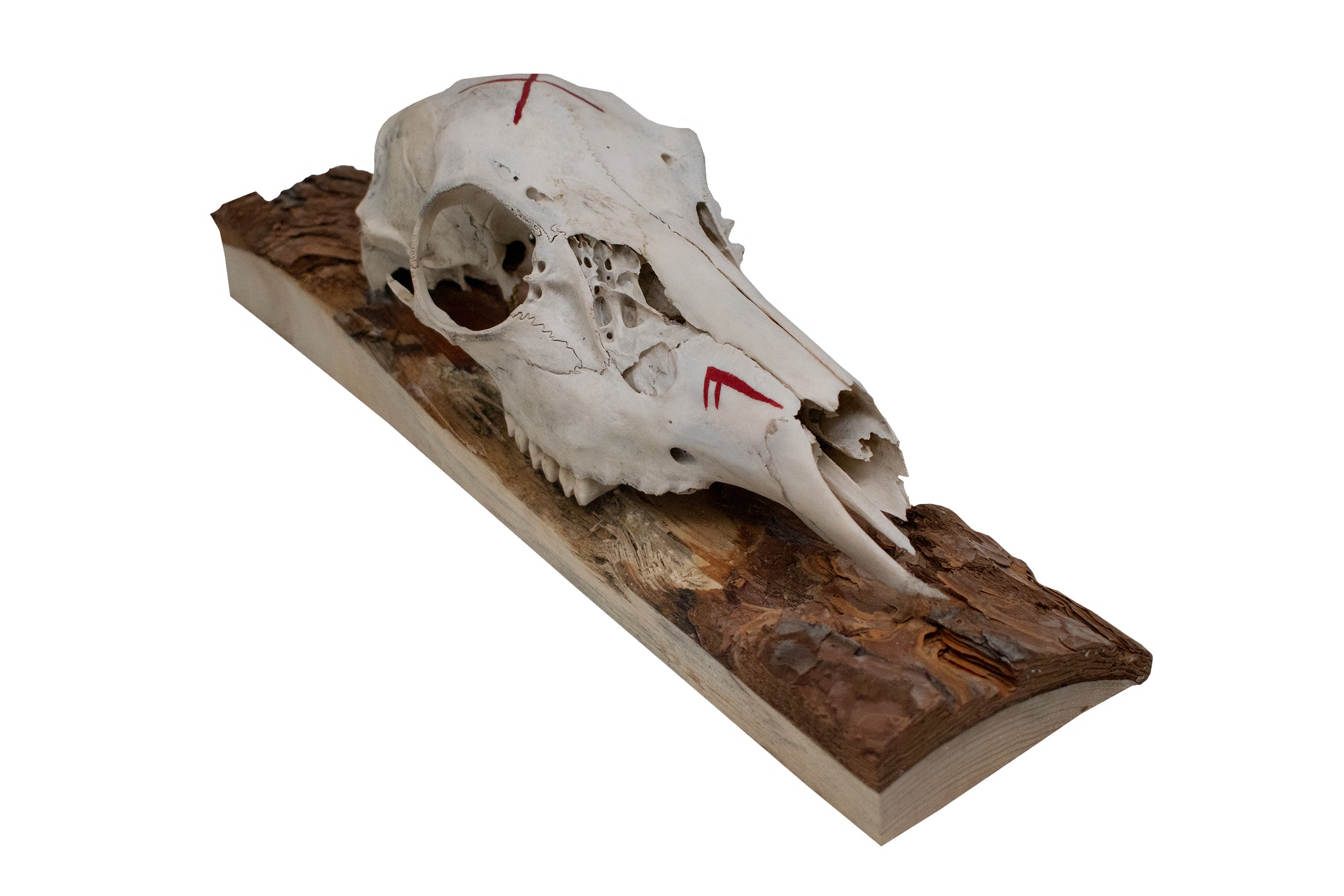 Deer Skull Wall Hanger – Good Luck Bindrune