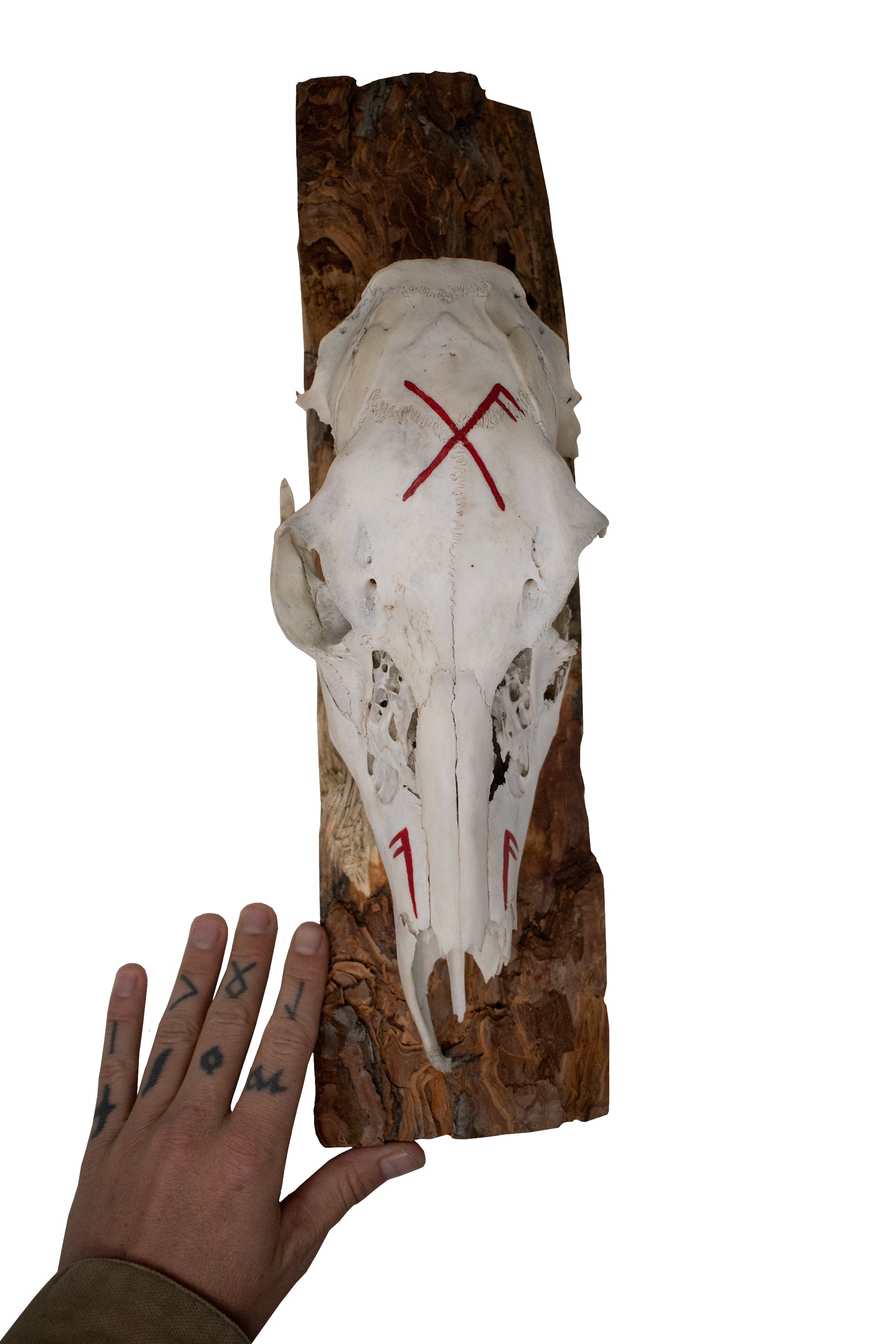 Deer Skull Wall Hanger – Good Luck Bindrune